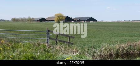 Ferme avec des écuries modernes pour le bétail laitier dans le paysage de prairie plate avec une clôture en métal et en bois et un fossé à Friesland, aux pays-Bas Banque D'Images