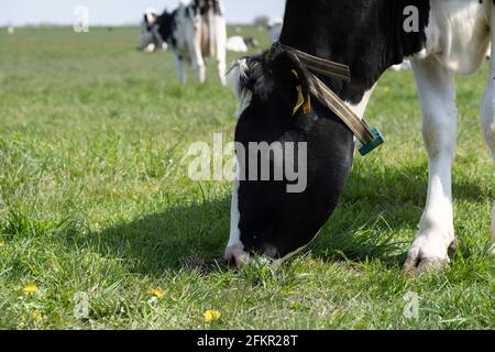 Tête d'une vache frisonne noire et blanche paisiblement parée avec col vu du côté. En arrière-plan d'autres vaches dans le paysage néerlandais de pâturage Banque D'Images