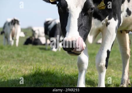 Vache noire et blanche avec sa langue rose autour du nez et narine au milieu d'un troupeau de vaches Banque D'Images