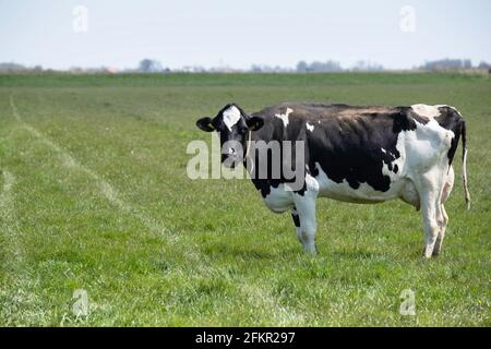 La vache solitaire noire et blanche, vue de côté, se tient dans un pré aux pays-Bas et regarde la caméra. Paysage vide, herbe et ciel Banque D'Images