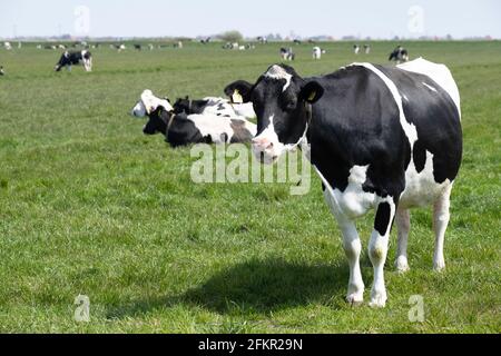 La vache noire et blanche se dresse comme une statue à demi-bouche ouverte Un paysage de prairie verte aux pays-Bas et regarde la caméra Banque D'Images