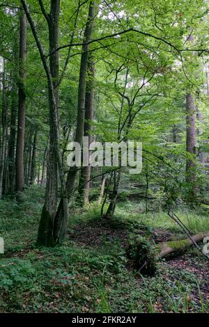 Arbre d'aulne peuplement de feuillus en été avec arbre de cendres mortes en premier plan, forêt de Bialowieza, Pologne, Europe Banque D'Images