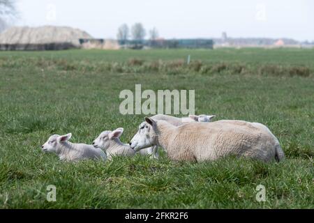 Les moutons avec trois agneaux (triplés) s'amusent dans un pré vert avec une ferme brumeuse à l'horizon. La brebis les prend bien en compte Banque D'Images