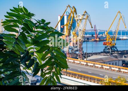 Feuillage vert luxuriant de branches d'arbre devant flou arrière-plan du paysage industriel du port maritime avec silhouettes défocused de jaune grues à terre j Banque D'Images