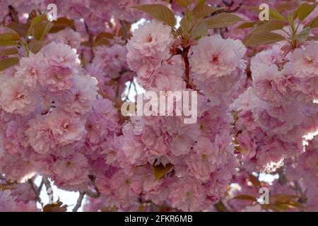 Les grappes de fleurs de Sakura sur les branches d'arbres avec quelques jeunes feuilles tendres. Banque D'Images