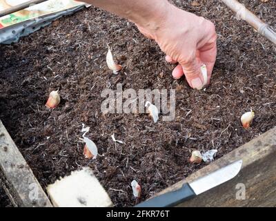 Gousses d'ail, Allium sativum, 'Cristo', étant espacées dans un lit de pied carré surélevé avant la plantation Banque D'Images