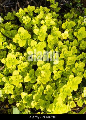 Feuillage de printemps jaune vif de l'herbe invivace et robuste, Origanum vulgare 'Aureum', marjoram doré Banque D'Images