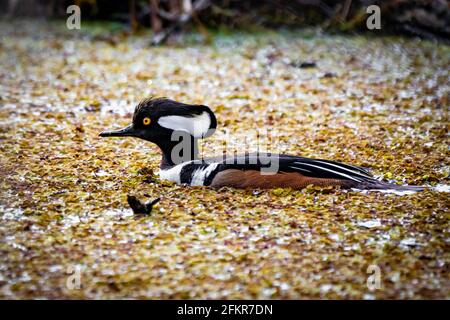 Homme à capuchon merganser nageant dans l'eau du marais de près portrait Banque D'Images