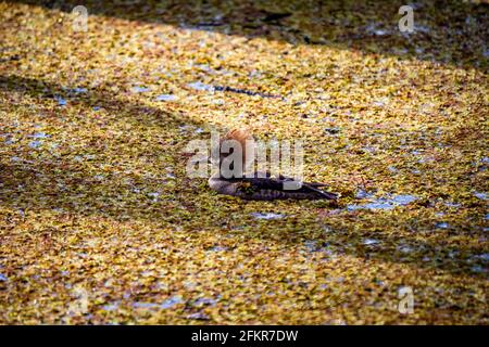 Femme merganser à capuchon nageant dans l'eau des marais de près portrait Banque D'Images