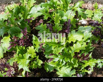 Feuilles mixtes de roquette, mizuna, pak choi et moutarde croissant dans un petit lit surélevé pour la culture de salade « couper et revenir » Banque D'Images