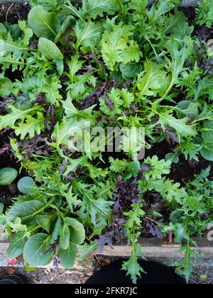 Feuilles mixtes de roquette, mizuna, pak choi et moutarde croissant dans un petit lit surélevé pour la culture de salade « couper et revenir » Banque D'Images