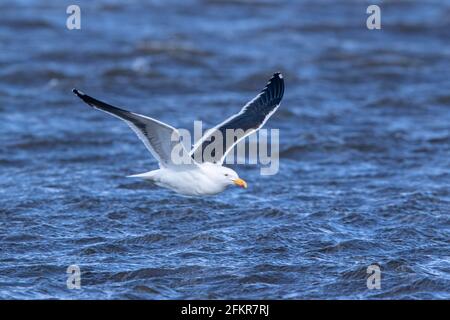 Tête de varech, tête dominicaine ou tête noire du sud, Larus dominicanus, adulte unique volant au-dessus de la mer, îles Falkland Banque D'Images