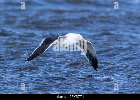 Tête de varech, tête dominicaine ou tête noire du sud, Larus dominicanus, adulte unique volant au-dessus de la mer, îles Falkland Banque D'Images