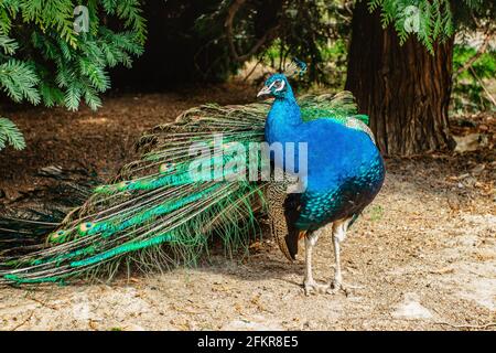 Beau peafhibou mâle appelé paon in Park.Blue Indian paon,Pavo cristatus, avec une queue irisée colorée et un feathe bleu métallisé Banque D'Images