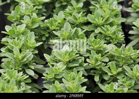 Gros plan des rangées de jeunes plants de Calibrachoa en croissance Banque D'Images