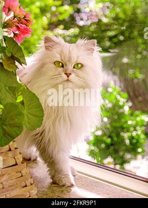 Le Persan Chinchilla Silver Arbre Chat Avec Une Coupe D Ete Photo Stock Alamy