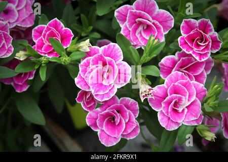 Gros plan de doubles fleurs roses et blanches de millions de cloches Banque D'Images