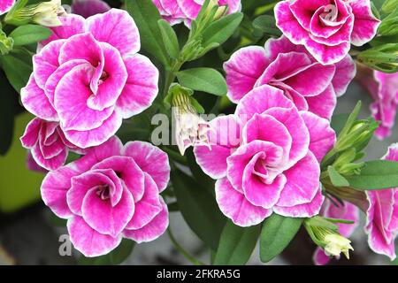 Macro de fleurs doubles de Calibrachoa rose et blanc Banque D'Images