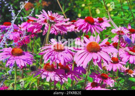 Les coneflowers roses se tiennent sous le soleil lors d'une journée d'été dans un jardin. Banque D'Images