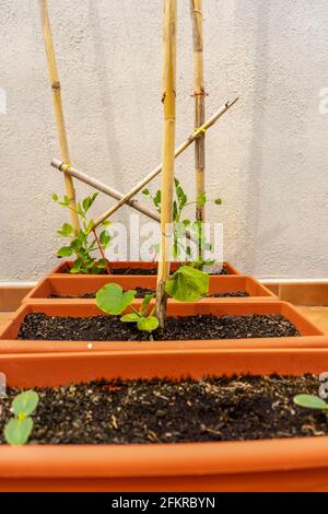 Vue sur quelques pots avec quelques cannes où les plants de pois et les plants de courgettes sont accrochés. Concept d'éco-alimentation Banque D'Images