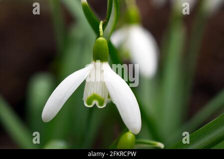 Une fleur blanche en forme de pénombre de Snowdrop (Galanthus nivalis), prise en mars, pousse le long d'un ruisseau est Sussex, Angleterre, Royaume-Uni. Banque D'Images