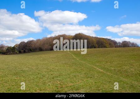 Un chemin à travers un champ montant vers un bois contre un ciel bleu et un nuage blanc, à Sussex, Angleterre, Royaume-Uni. Banque D'Images