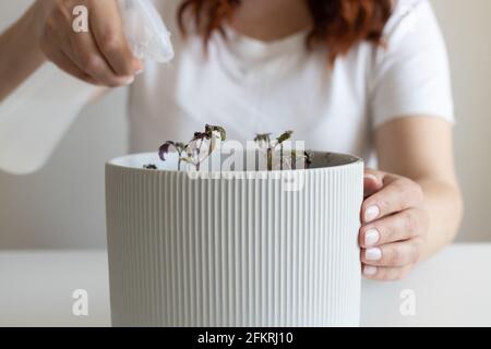 Arroser les plants de tomates dans un pot gris avec un spray bouteille à la maison Banque D'Images