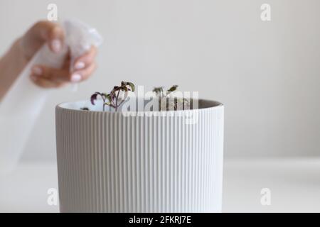 Arroser les plants de tomates dans un pot gris avec un spray bouteille à la maison Banque D'Images