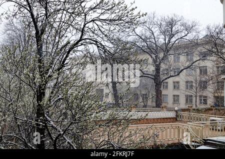 Une chute de neige tardive et lourde sur les branches d'arbres tombés, Sofia, Bulgarie Banque D'Images