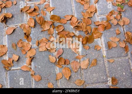 Gros plan d'un trottoir rempli de feuilles sèches d'un arbre evergreen planté dans une ville Banque D'Images