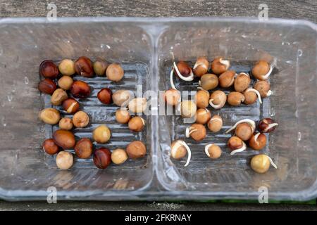 Pré-tremper et chiter les pois avant de les planter pour accélérer la croissance et les rendre moins attrayants pour les souris. Banque D'Images