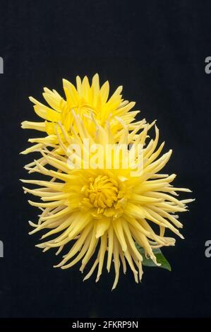 Gros plan de deux lumières de lune Dahlia Eastwood contre un fond noir demi cactus dahlia qui a des fleurs jaunes en été et en automne Banque D'Images