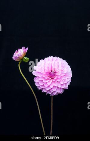 Gros plan de Dahlia Crossfield Ann avec un bouton de rupture placez sur un fond noir une dahlia décorative qui a fleurs roses en été et en automne Banque D'Images