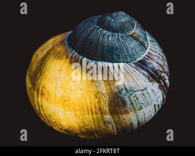 Coquille d'escargot éclairée de l'intérieur. Photographie de la vie en studio. Banque D'Images