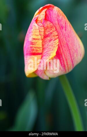 Fleurs de tulipe bicolores géantes de Darwin dans le jardin de printemps Banque D'Images