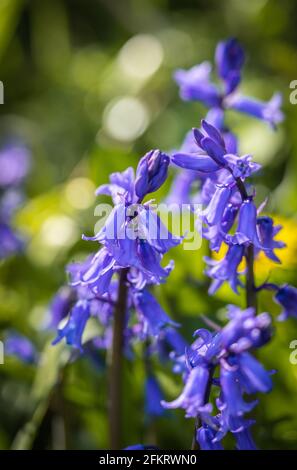 Plante de Bluebell (jacinthoides non-scripta) en fleur au printemps, Angleterre, Royaume-Uni Banque D'Images