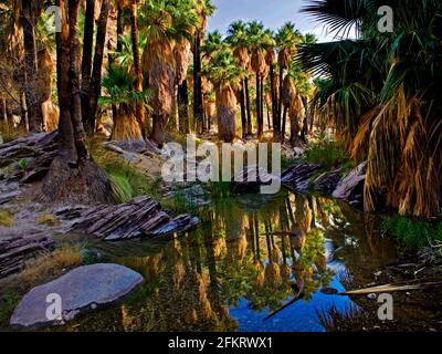 Réflexion à West Fork Palm Canyon Creek, Indian Canyons, Palm Springs, Californie Banque D'Images