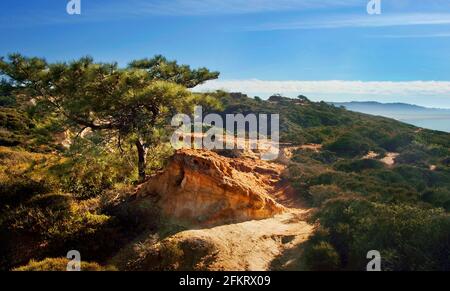 Réserve naturelle d'État de Torrey Pines, située sur les falaises au-dessus de la plage d'État de Torrey Pines, en Californie Banque D'Images