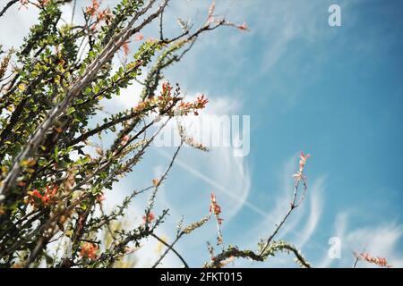 Desert Plant atteint pour le ciel -- usine Ocotillo dans le parc national de Joshua Tree, Californie Etats-Unis Banque D'Images
