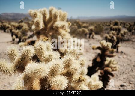Cholla Cactus Garden dans le parc national de Joshua Tree, Californie, États-Unis Banque D'Images