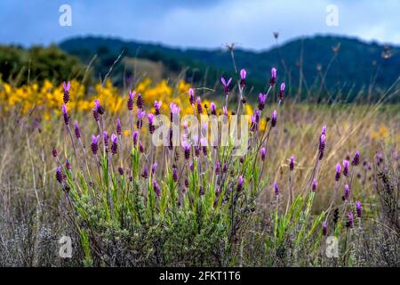 violettes, jaunes, verts, couleurs et plantes sur le terrain au printemps Banque D'Images