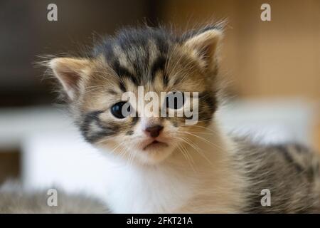 Portrait d'un chat de bébé. Un chat avec des oreilles de disquettes. Chaton Banque D'Images