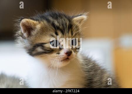 Portrait d'un chat de bébé. Un chat avec des oreilles de disquettes. Chaton Banque D'Images