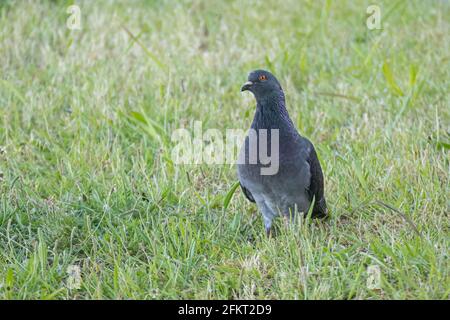 pigeon marche sur l'herbe dans le parc vu de l'avant Banque D'Images