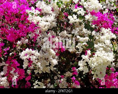 Belles fleurs de bougainvilliers rose et blanc Banque D'Images