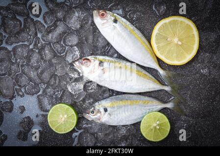 Maquereau poisson sur glace pour cuisiner dans le restaurant, poisson frais brut rayures jaunes scad au citron, vue du dessus Banque D'Images