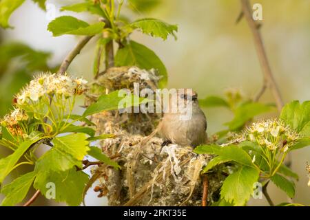 Bushtit américain (Psaltriparus minimus) au nid, zone de pêche publique des étangs St Louis, Oregon Banque D'Images