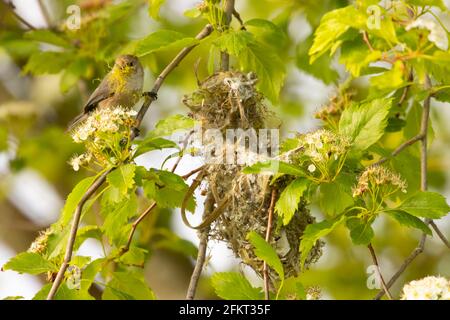 Bushtit américain (Psaltriparus minimus) au nid, zone de pêche publique des étangs St Louis, Oregon Banque D'Images