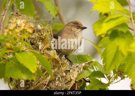 Bushtit américain (Psaltriparus minimus) au nid, zone de pêche publique des étangs St Louis, Oregon Banque D'Images