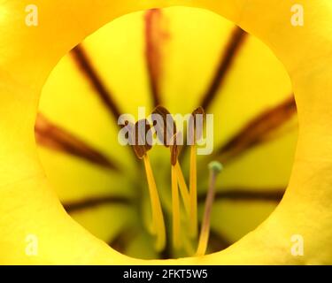 gros plan de fleur jaune avec pollen Banque D'Images